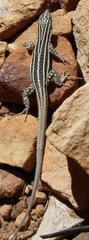 Pedioplanis burchelli