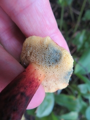 Xerocomellus fennicus