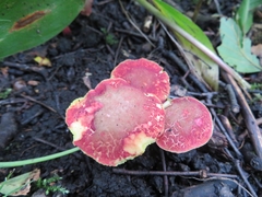 Xerocomellus fennicus