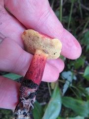 Xerocomellus fennicus