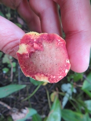 Xerocomellus fennicus