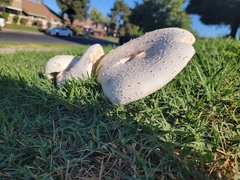 Chlorophyllum molybdites