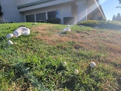 Chlorophyllum molybdites