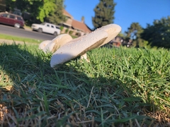 Chlorophyllum molybdites