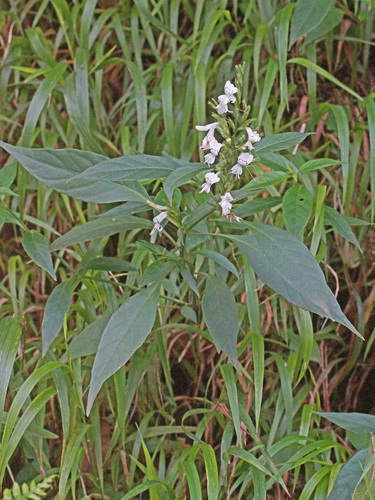 White Ribbon Flower