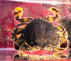 Matuta victor