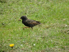 Sturnus vulgaris