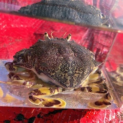 Matuta victor