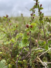 Betula nana