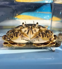 Matuta victor