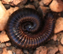 Odontopygidae