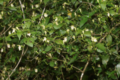 Justicia campylostemon