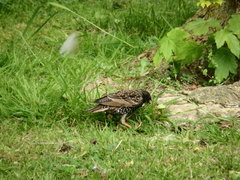 Sturnus vulgaris