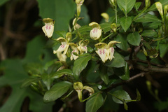 Justicia campylostemon