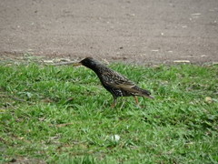 Sturnus vulgaris