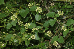 Pentarrhinum insipidum