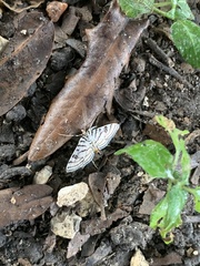 Conchylodes concinnalis