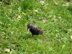 Sturnus vulgaris