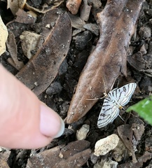 Conchylodes concinnalis