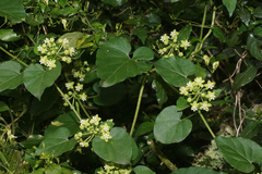 Pentarrhinum insipidum