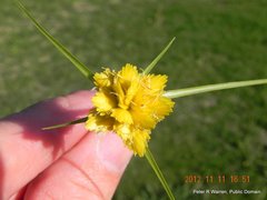 Cyperus sphaerocephalus