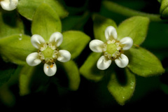Pentarrhinum insipidum