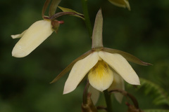 Eulophia calanthoides
