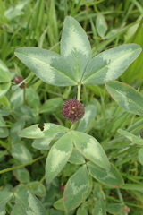 Trifolium pratense