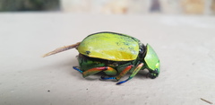 Chrysina macropus
