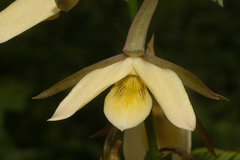 Eulophia calanthoides