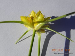 Cyperus sphaerocephalus