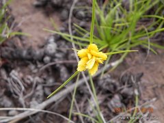 Cyperus sphaerocephalus