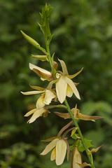 Eulophia calanthoides