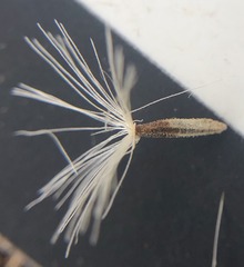 Acourtia microcephala