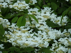 Viburnum
