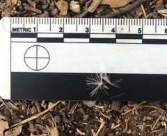 Acourtia microcephala