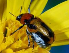 Peploptera