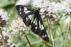 Gnophaela latipennis