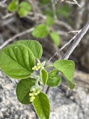 Croton caboensis
