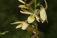 Eulophia calanthoides