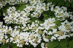 Viburnum