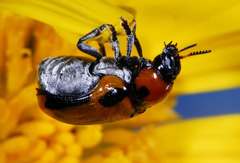 Peploptera