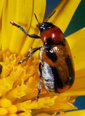 Peploptera