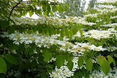 Viburnum