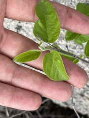 Croton caboensis