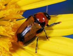 Peploptera