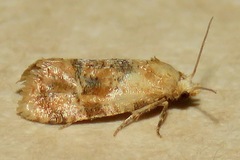 Cochylis bucera