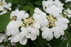 Viburnum