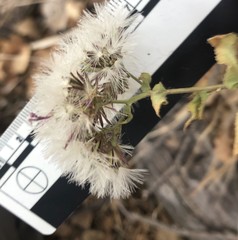 Acourtia microcephala