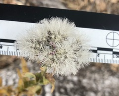 Acourtia microcephala